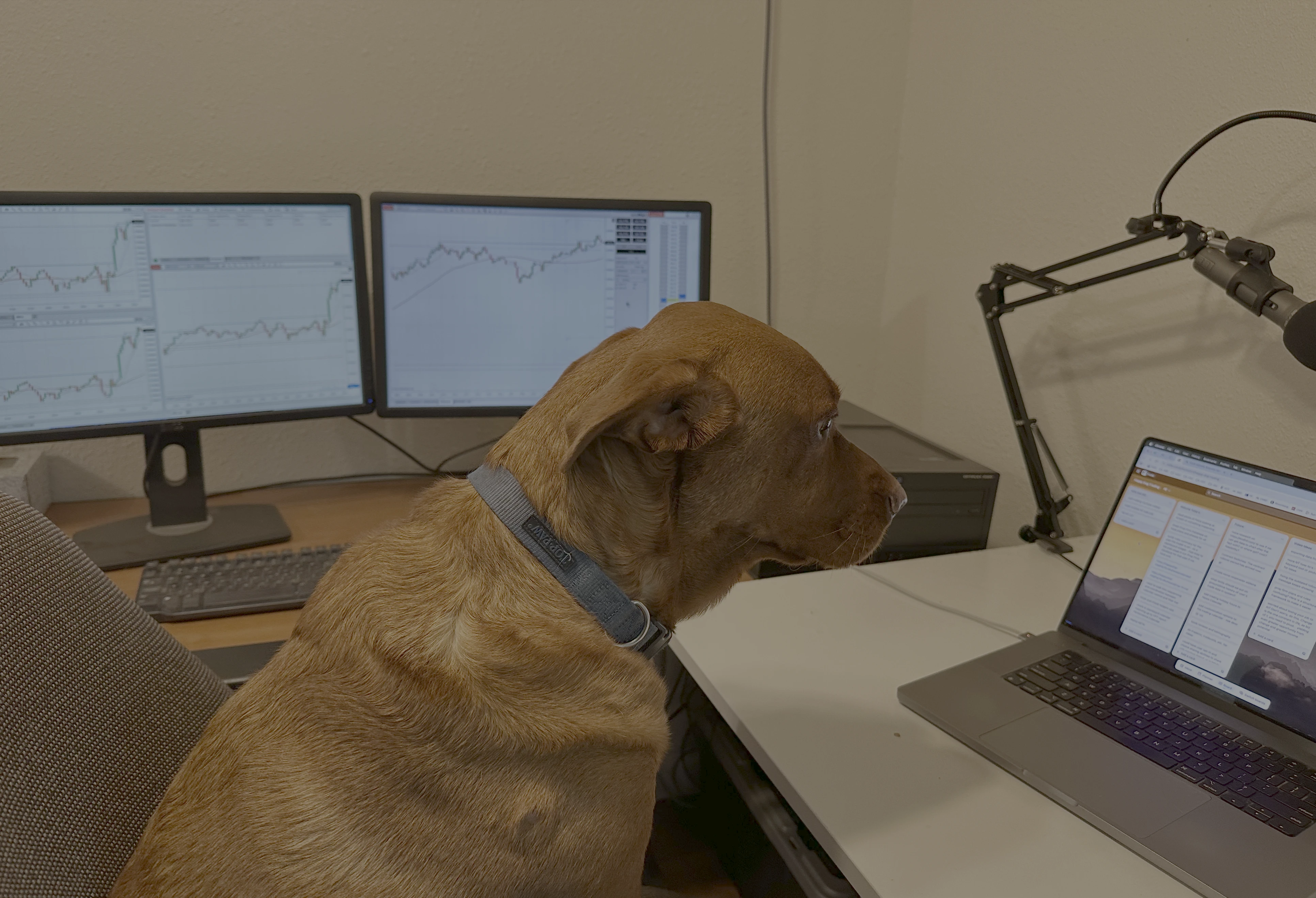Chief TradeDog Petra reviewing our upcoming beta deployment plan. All systems are paw-sitive for launch!