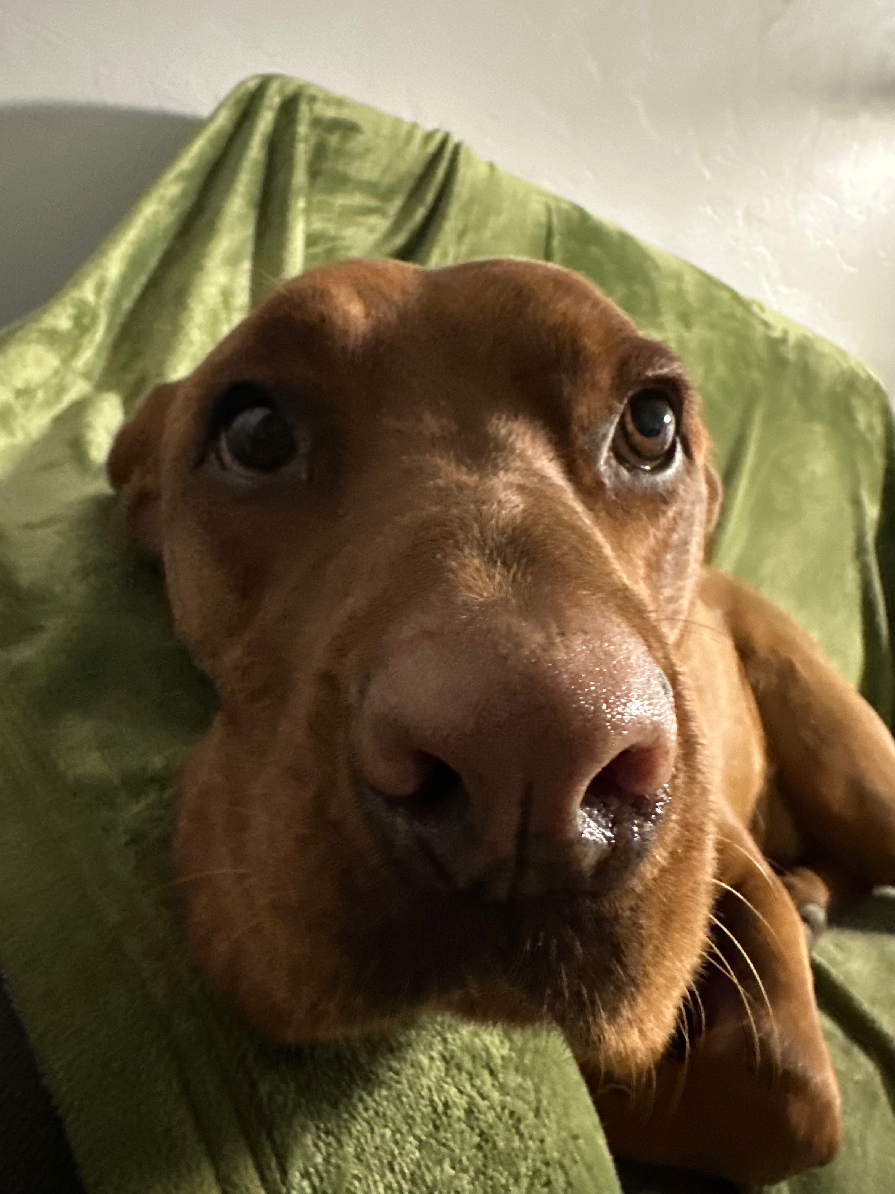 Happy Petra