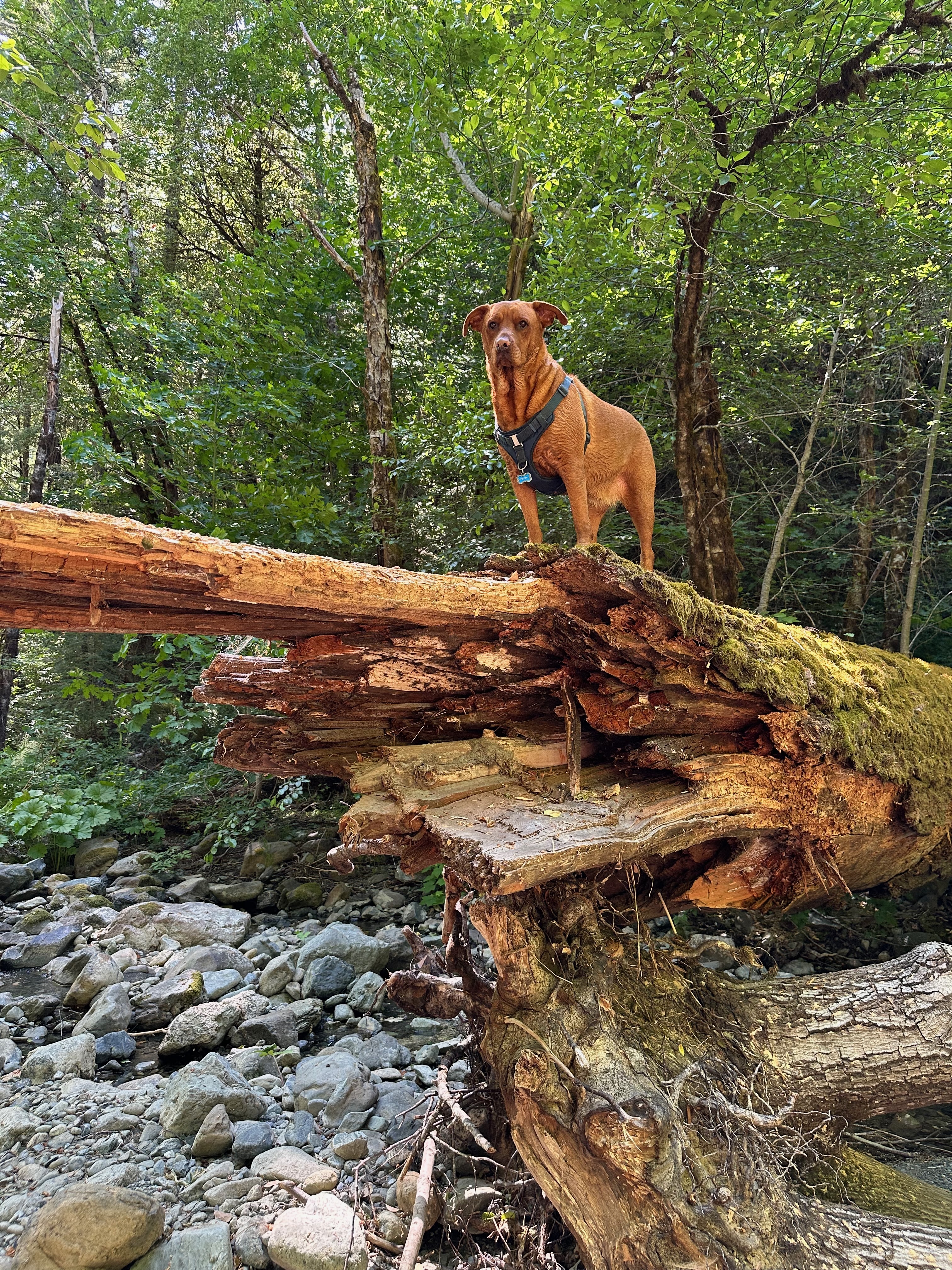 Petra - Official TradeDog